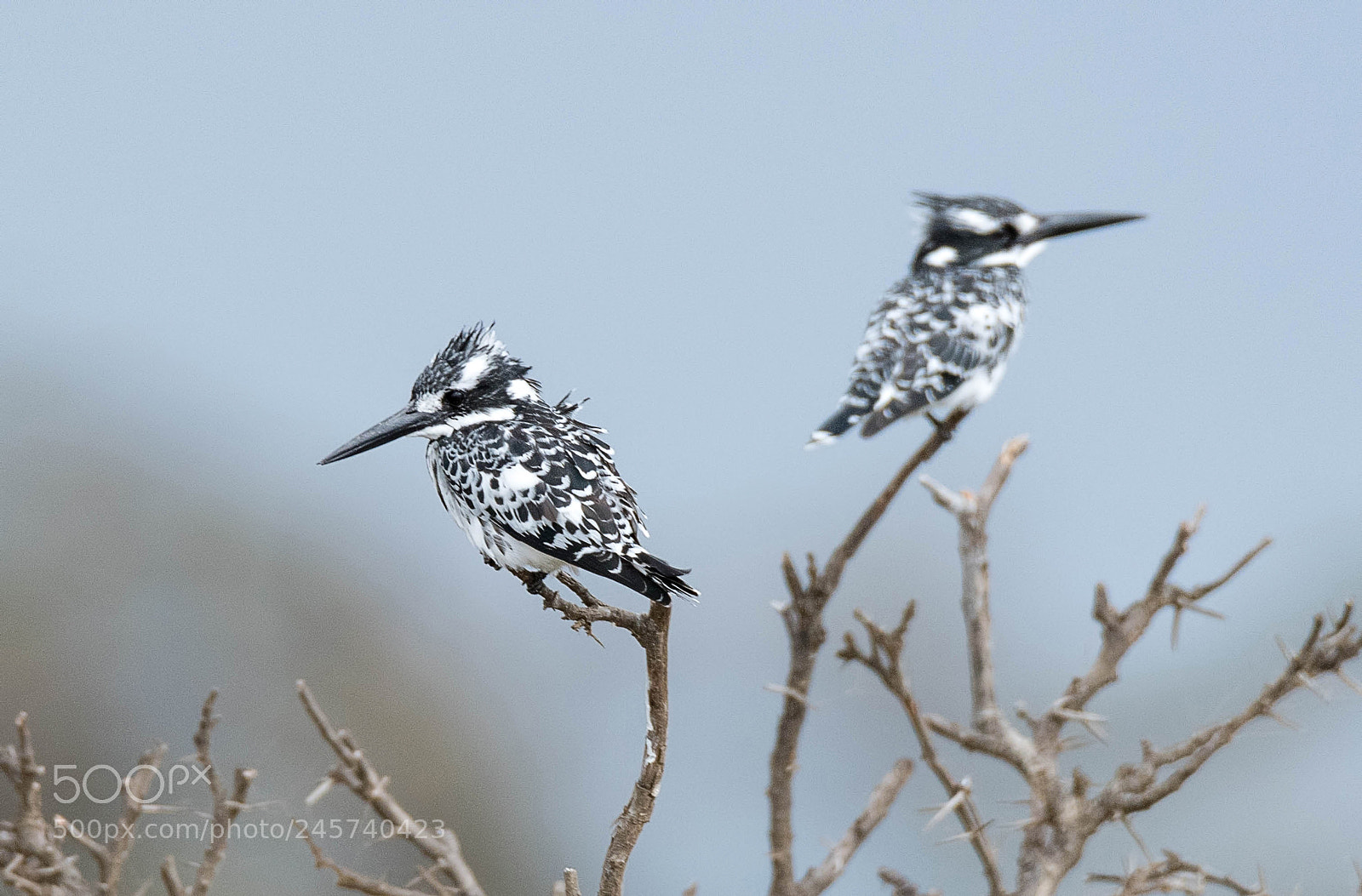 Nikon D500 sample photo. Pied kingfishers photography