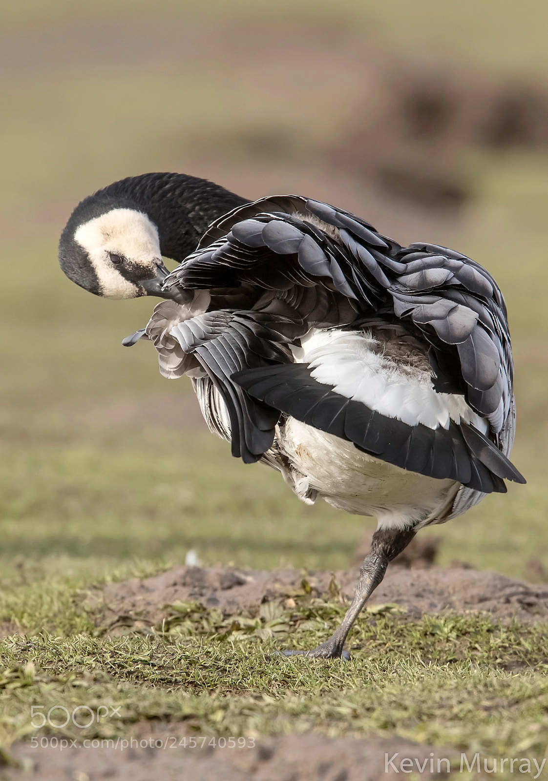 Canon EOS 7D Mark II sample photo. Barnacle goose photography
