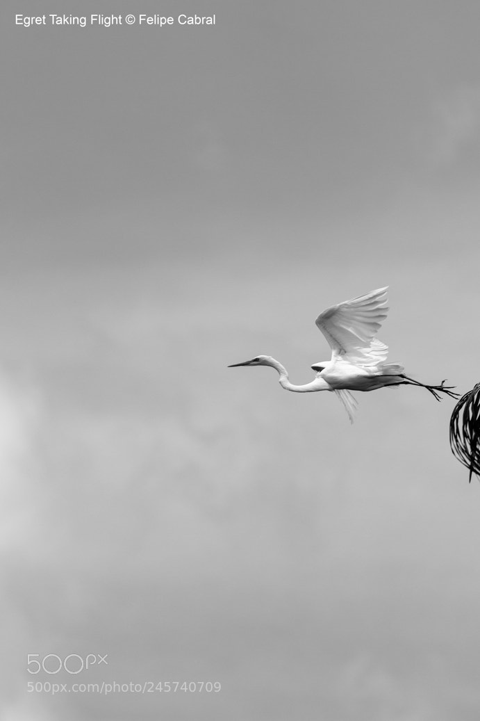 Canon EOS 600D (Rebel EOS T3i / EOS Kiss X5) sample photo. Egret taking flight photography