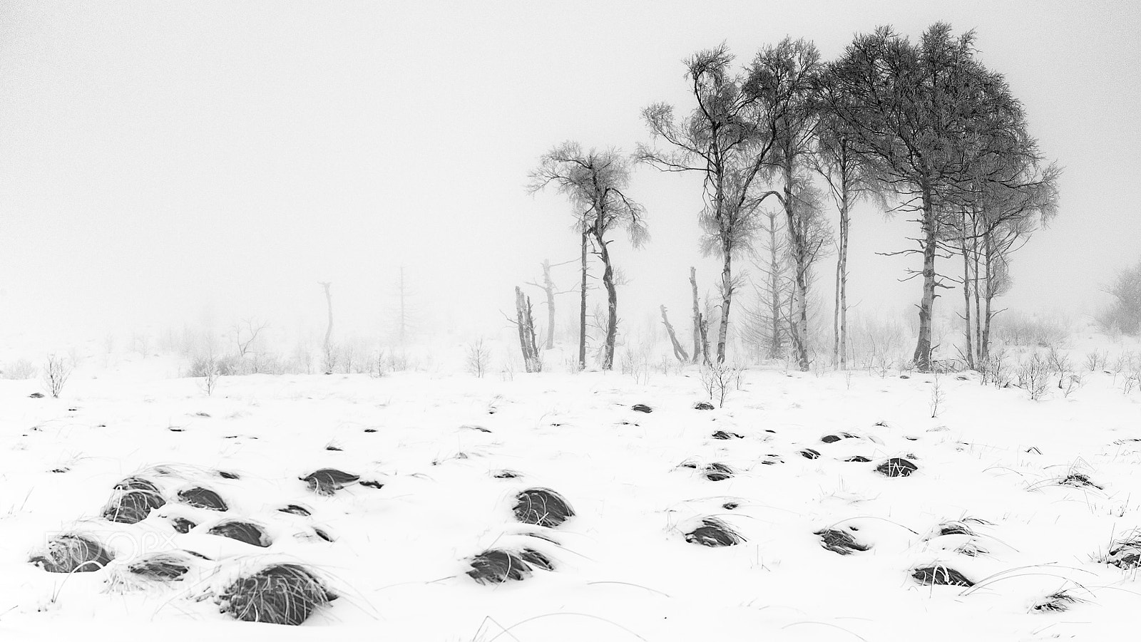 Pentax K-5 sample photo. Birch trees in the photography