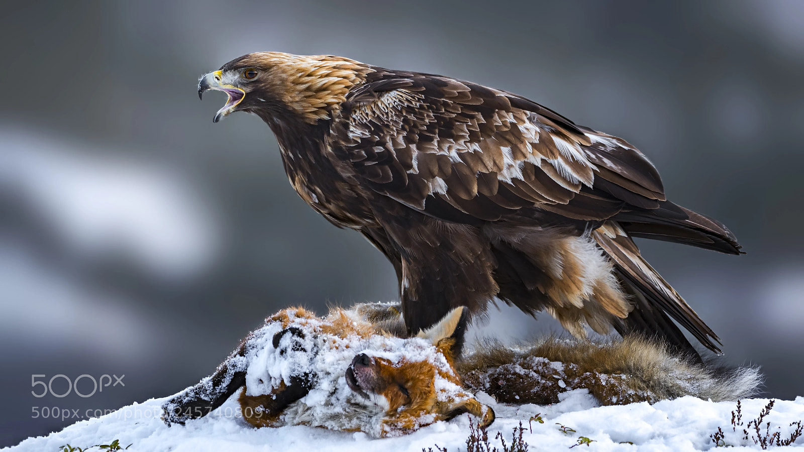 Olympus OM-D E-M1 Mark II sample photo. Golden eagle photography