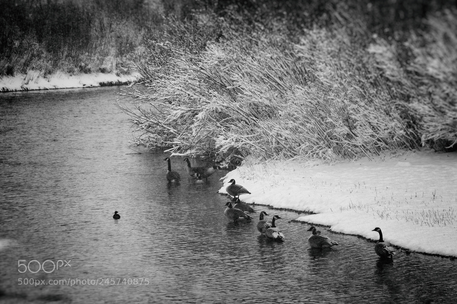 Canon EOS 7D Mark II sample photo. Down by the riverside photography