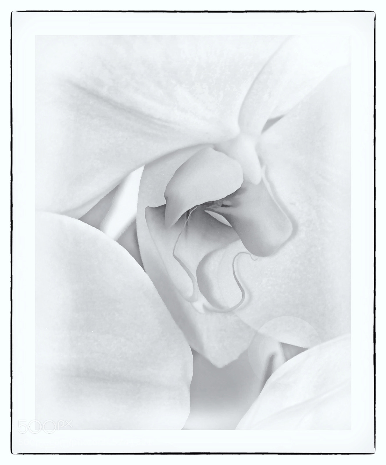 Nikon D90 sample photo. Orchid photography