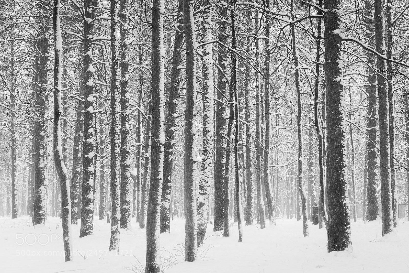 Sony a7 II sample photo. Winter forest mist photography