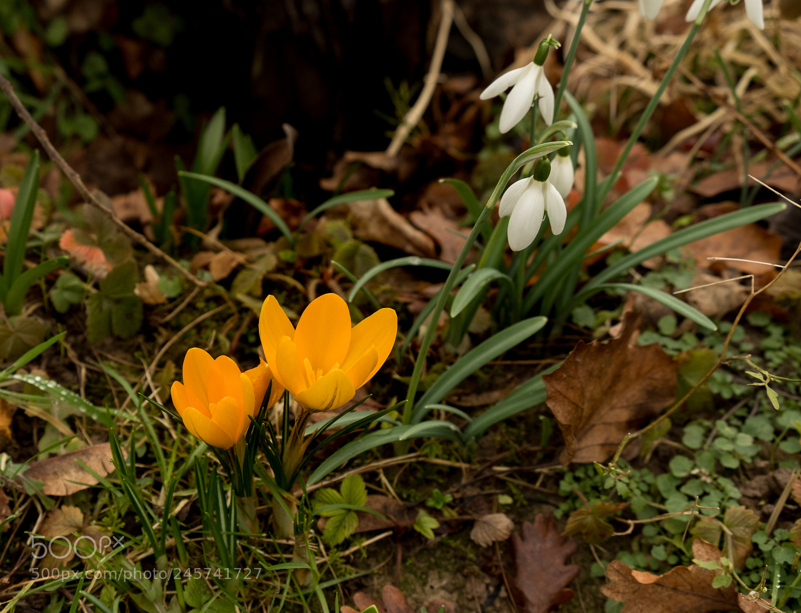Fujifilm X-T2 sample photo. Pre spring flowers photography