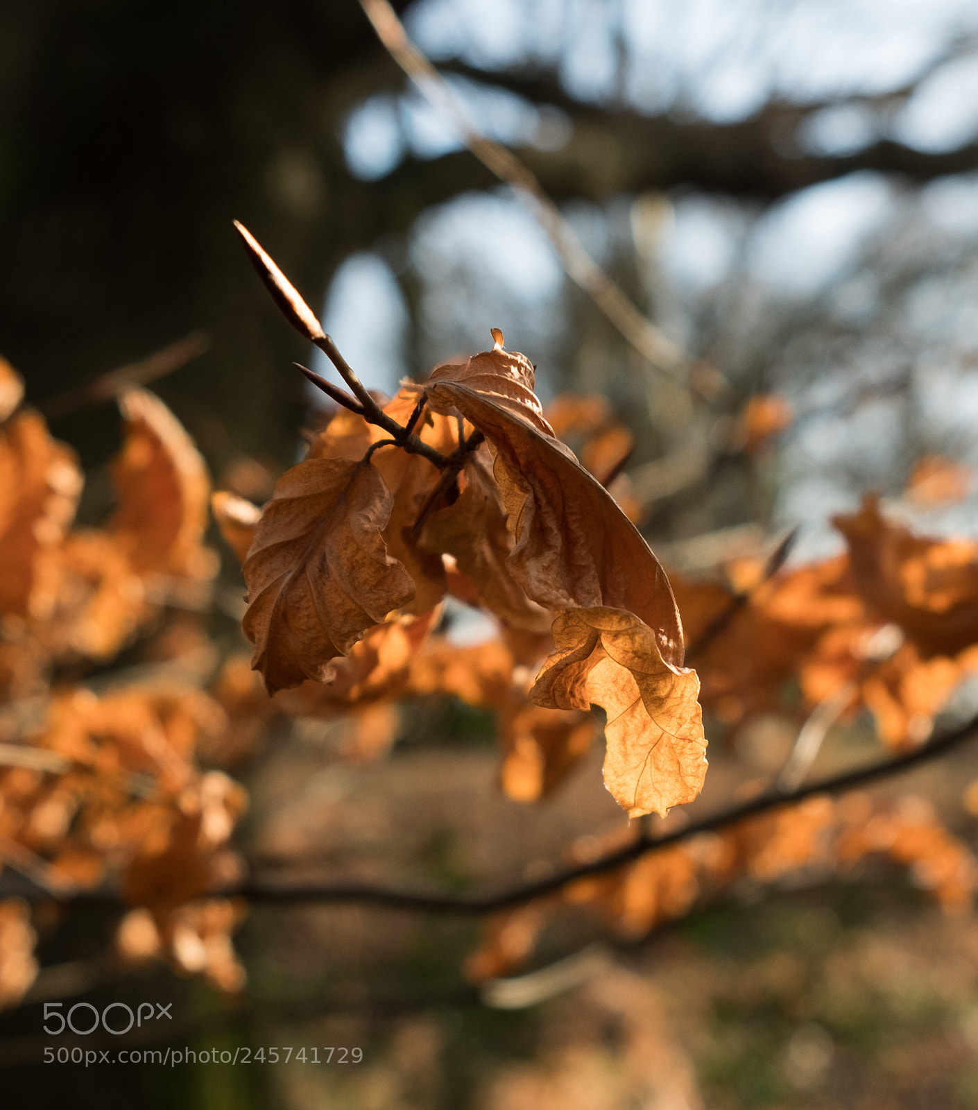 Fujifilm X-T2 sample photo. Leaves in winter photography