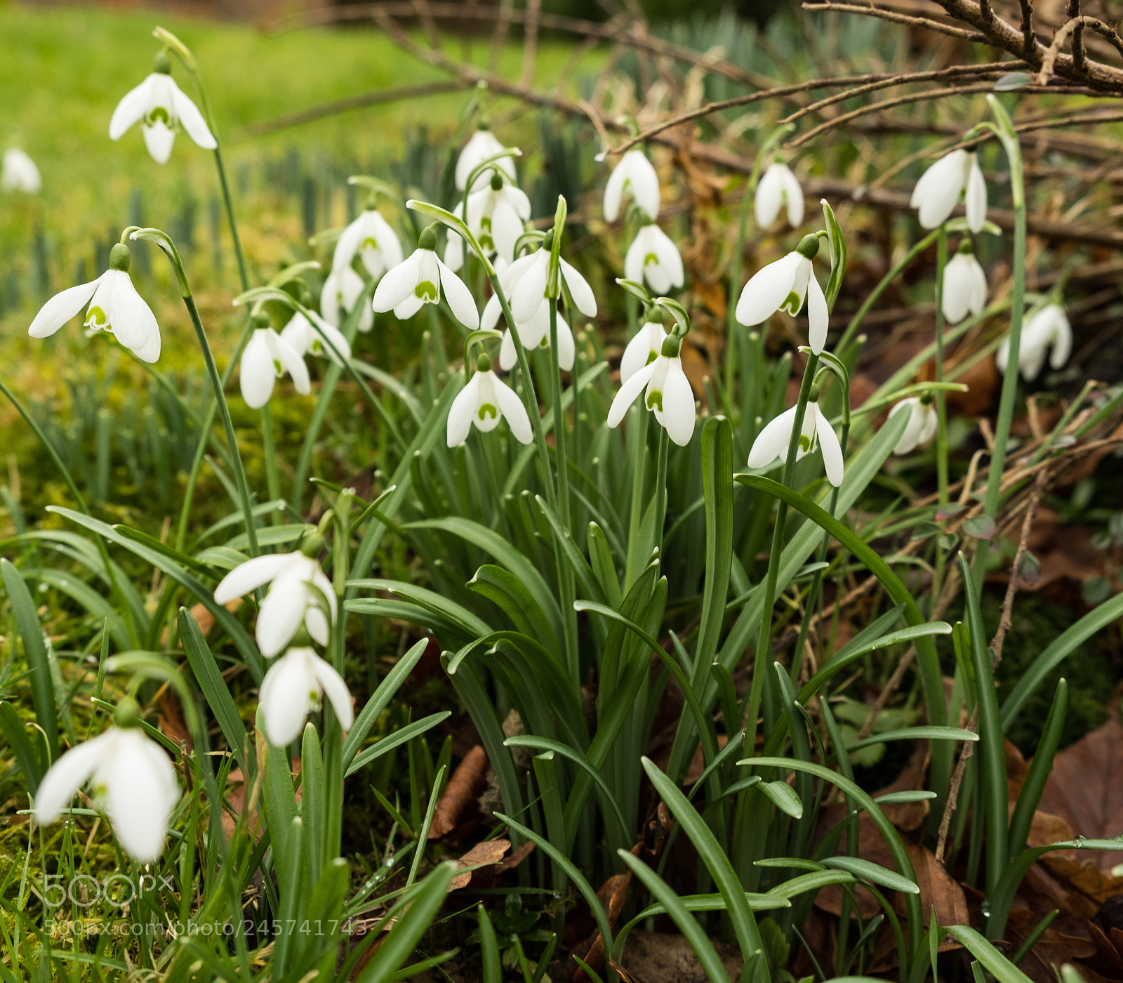 Fujifilm X-T2 sample photo. Snowdrops photography