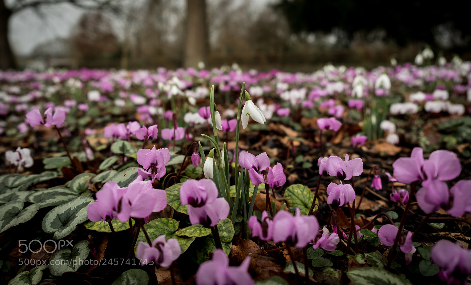 Fujifilm X-T2 sample photo. Cyclamen photography