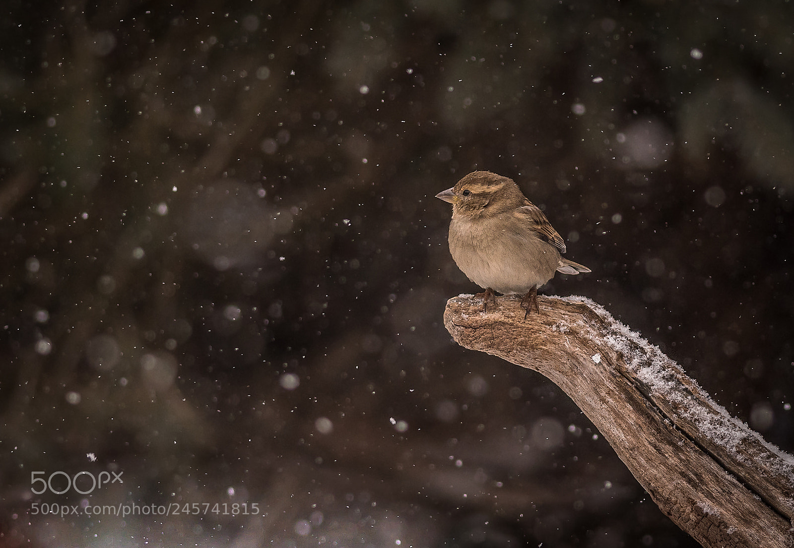 Nikon D500 sample photo. Female sparrow in snowfall photography