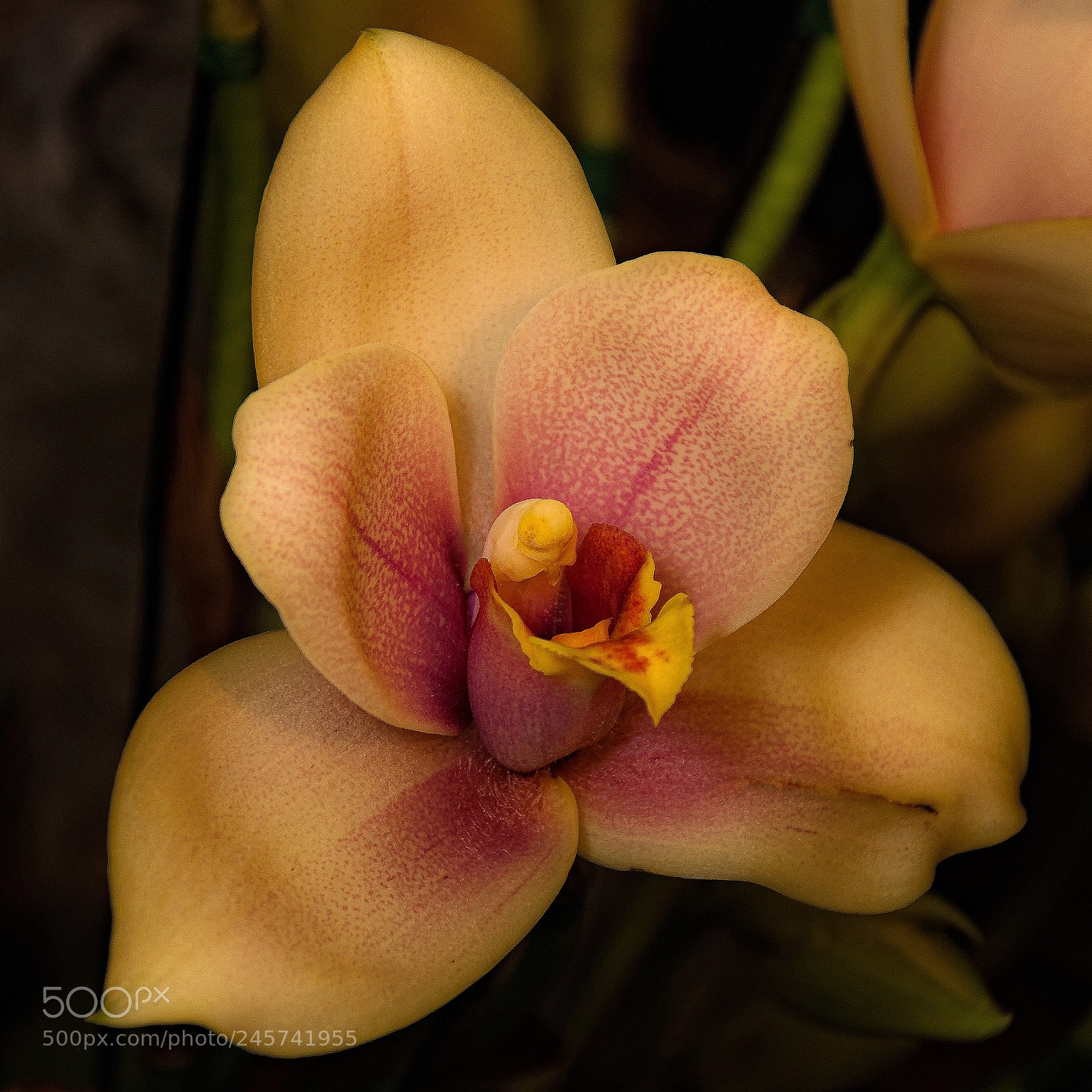 Nikon D90 sample photo. Orchid show photography