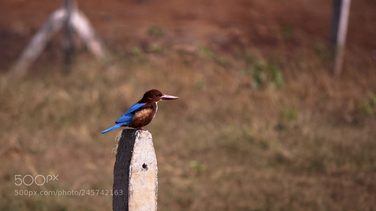 Canon EOS 700D (EOS Rebel T5i / EOS Kiss X7i) sample photo. White-throated kingfisher photography