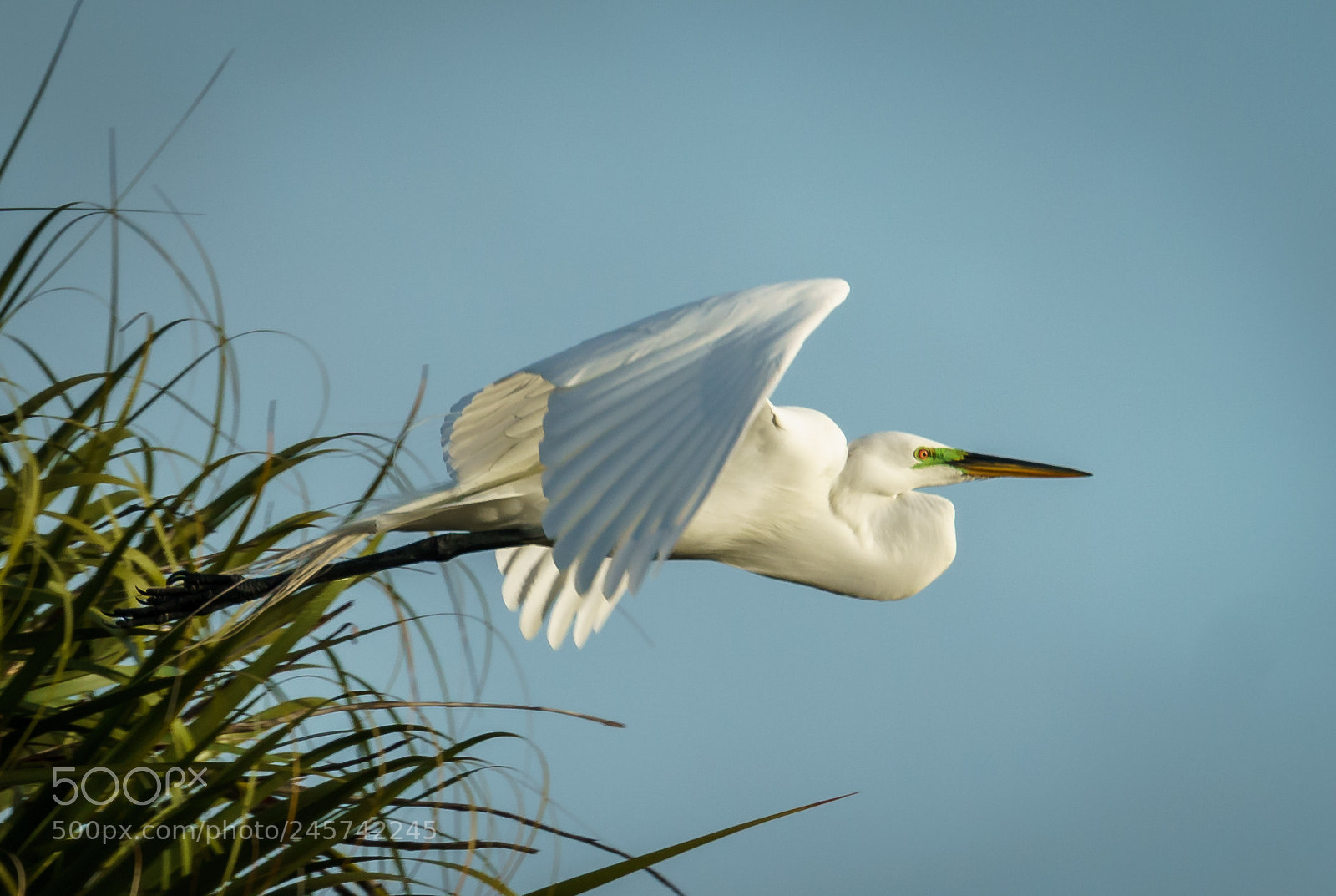 Sony a7R II sample photo. Heron photography