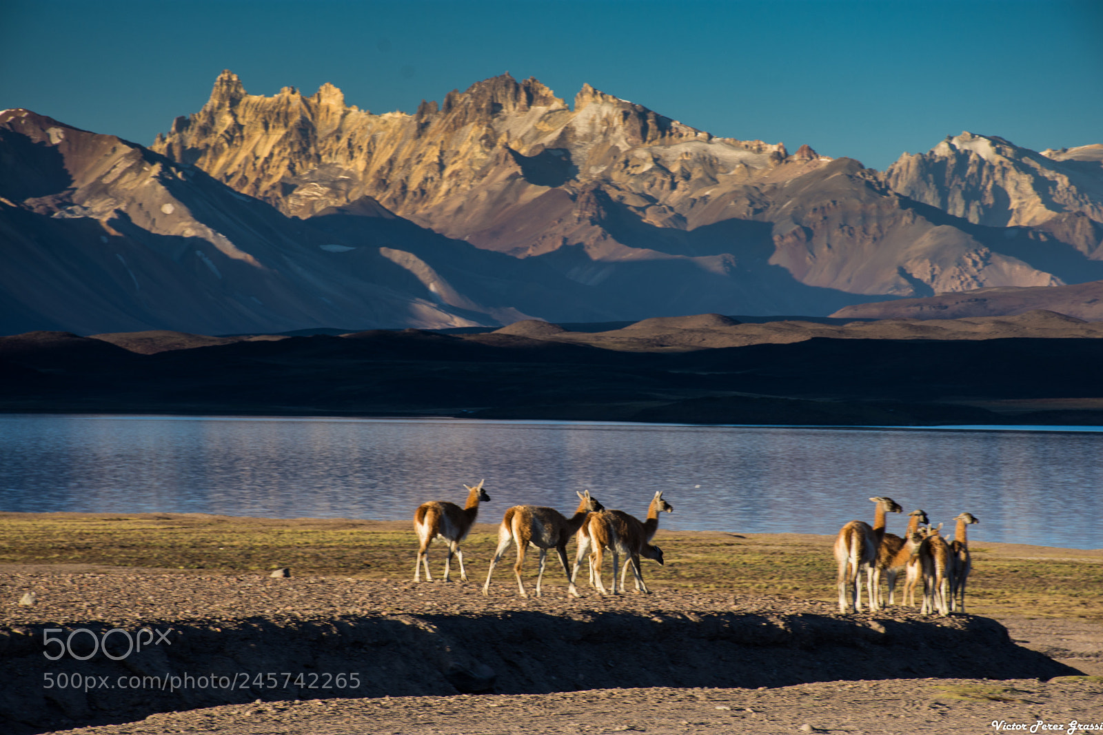Nikon D7200 sample photo. Guanacos photography