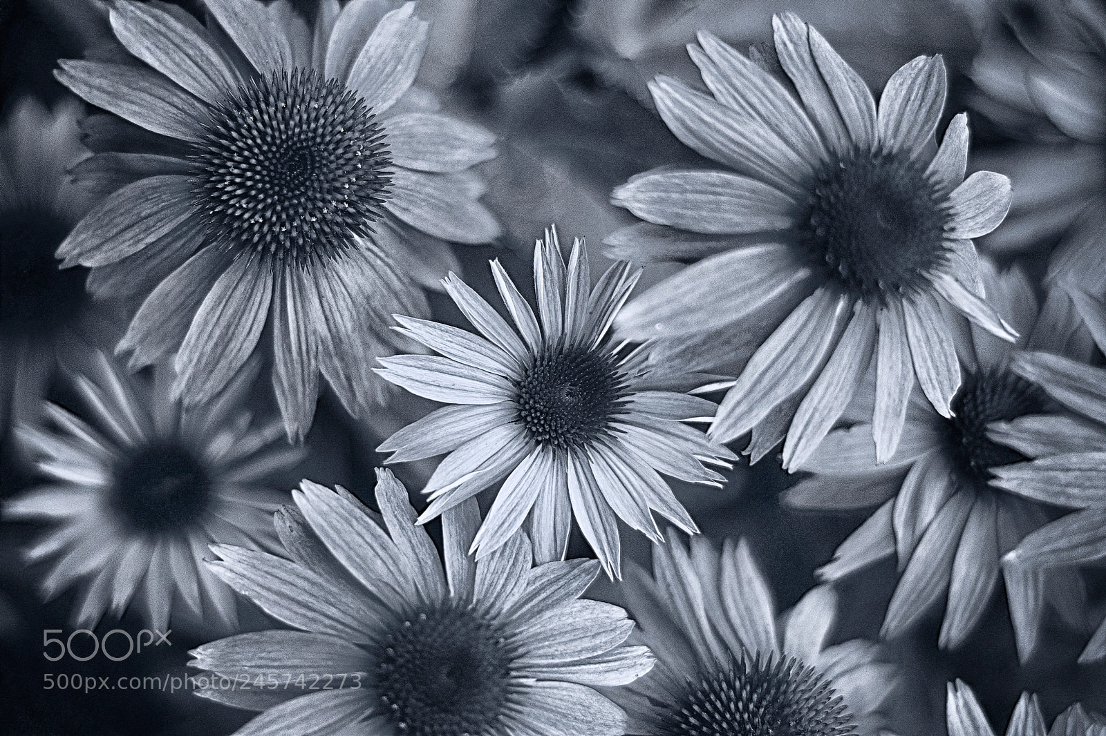 Nikon D7100 sample photo. Untitled photography