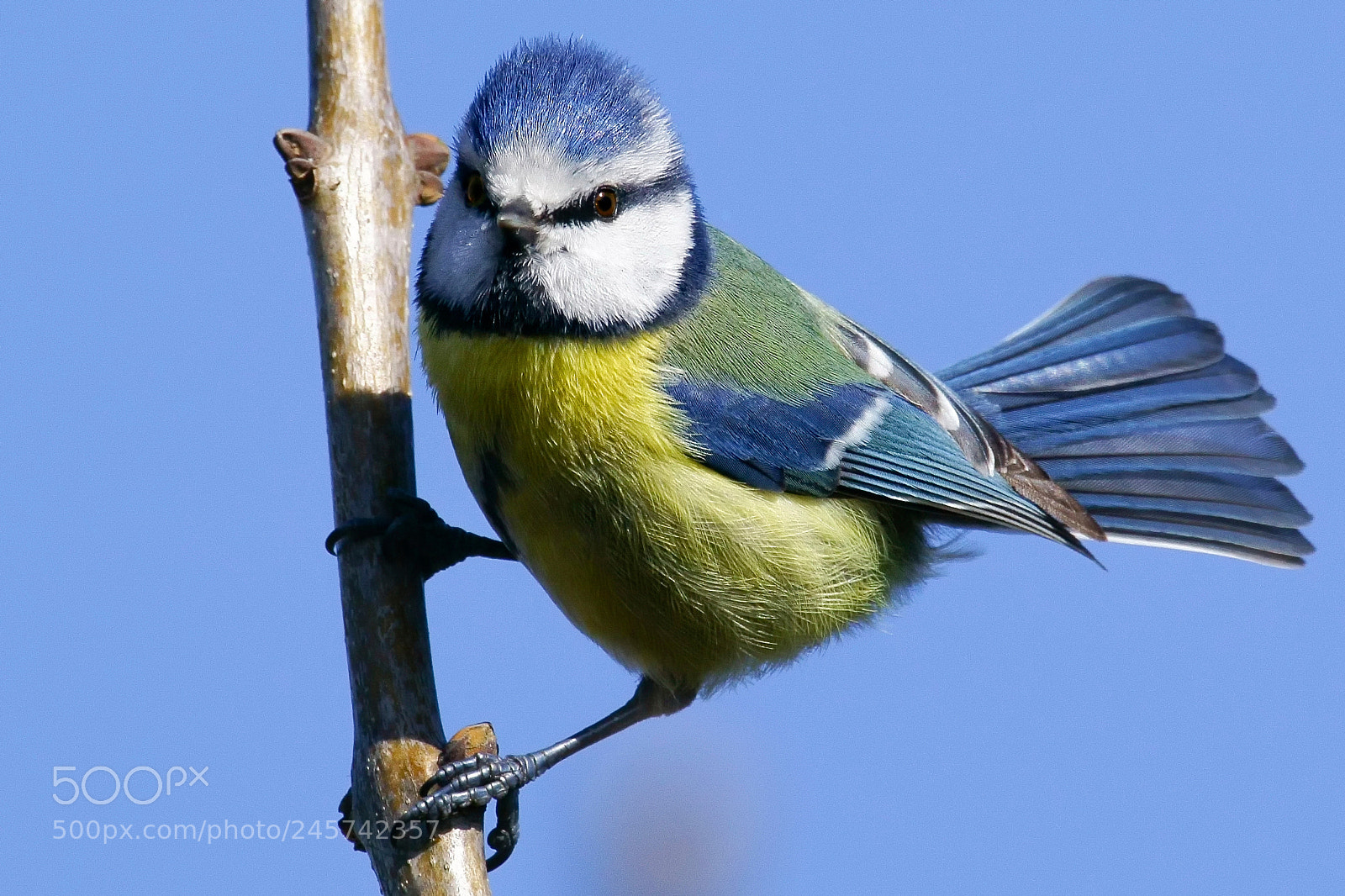 Sony ILCA-77M2 sample photo. Eurasian blue tit photography