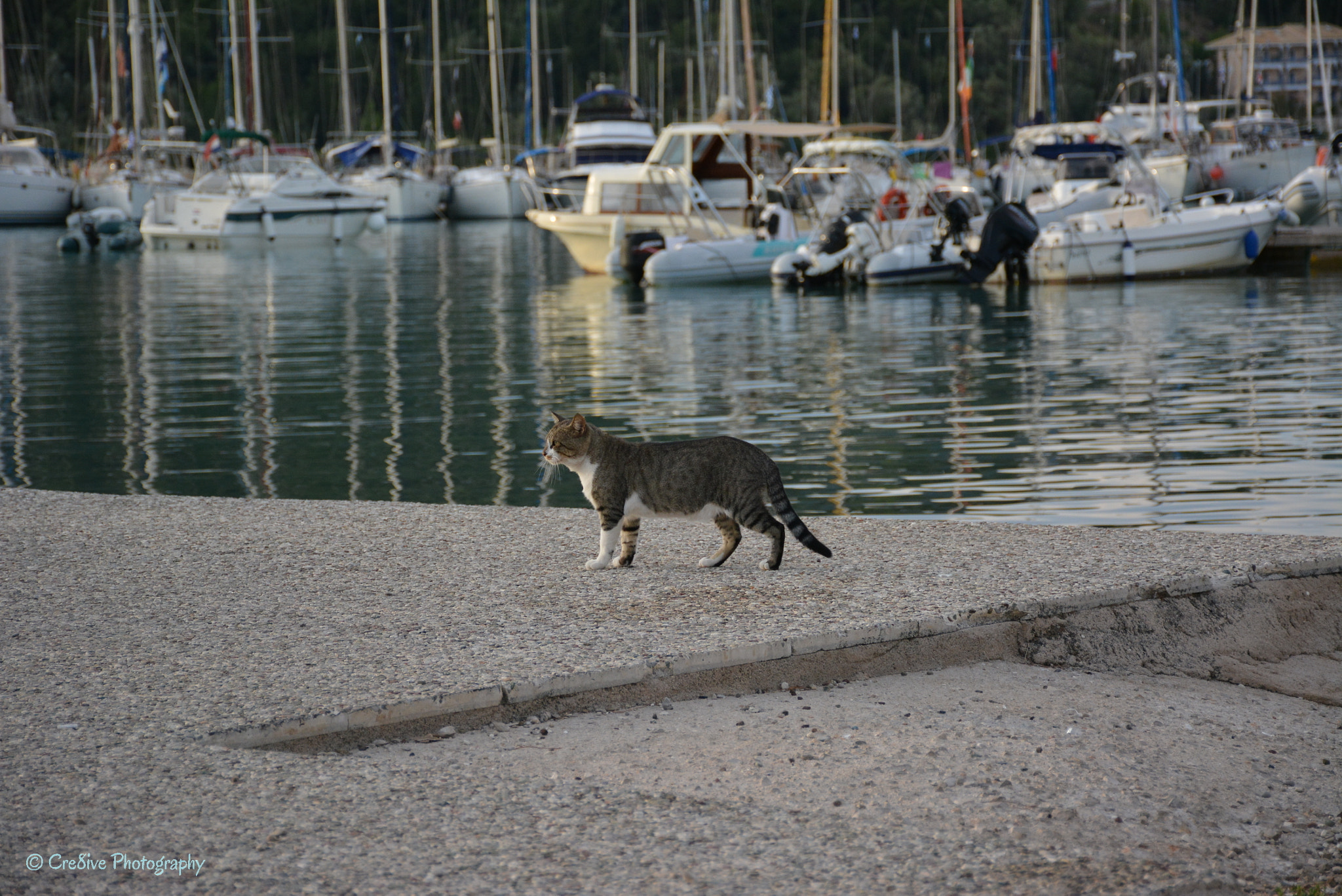 Nikon D5200 sample photo. Self-composed cat in nidri harbour photography