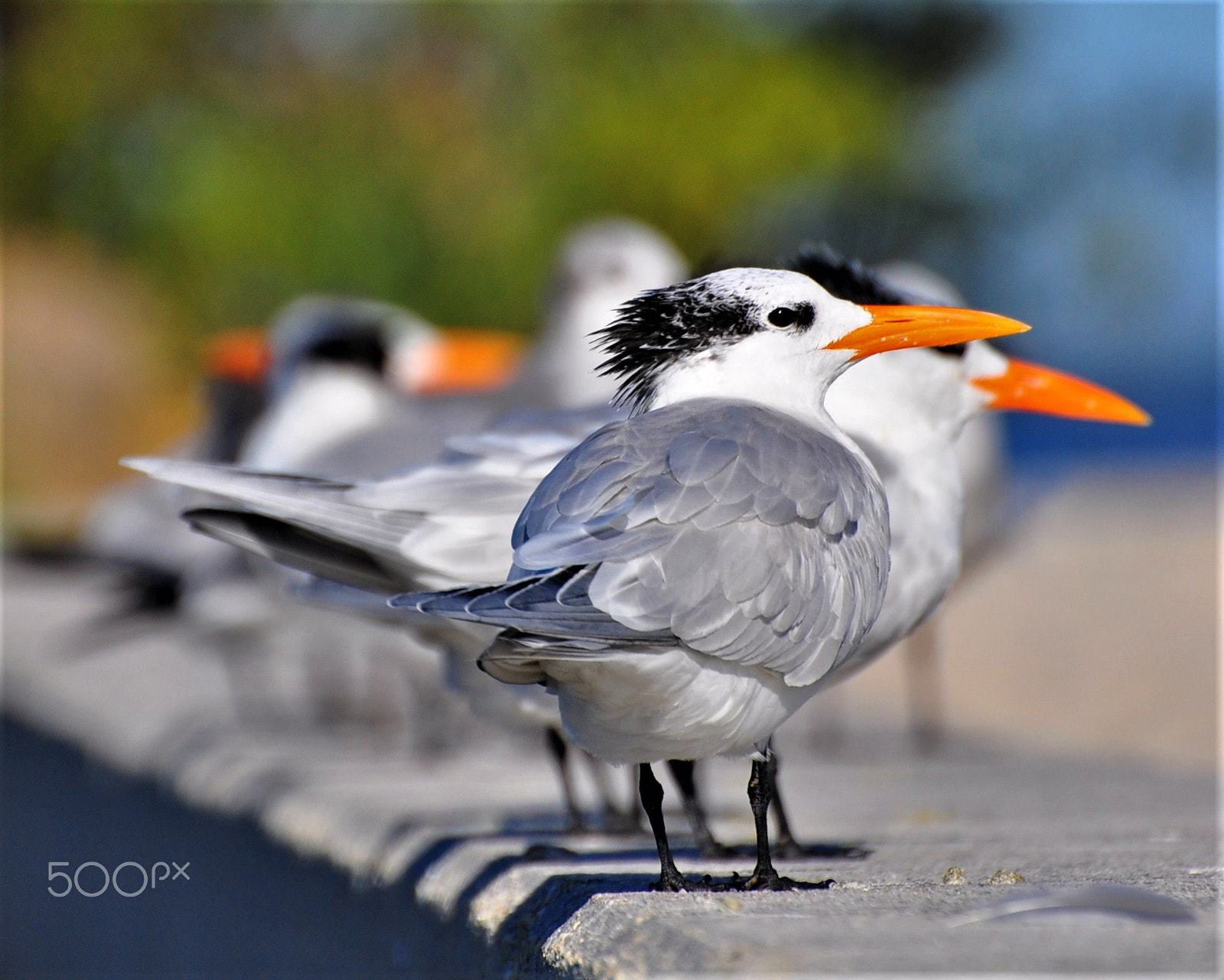 Nikon D90 sample photo. Terns photography