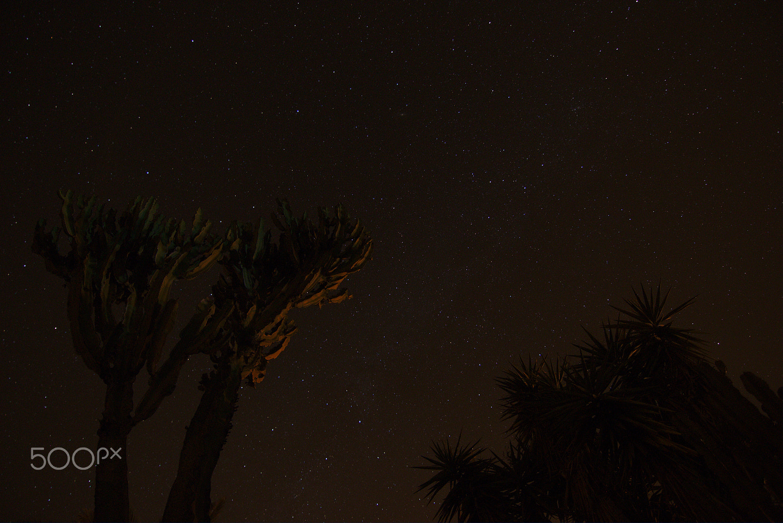 Canon EOS 70D + Tokina AT-X Pro 11-16mm F2.8 DX sample photo. Nighty palms photography