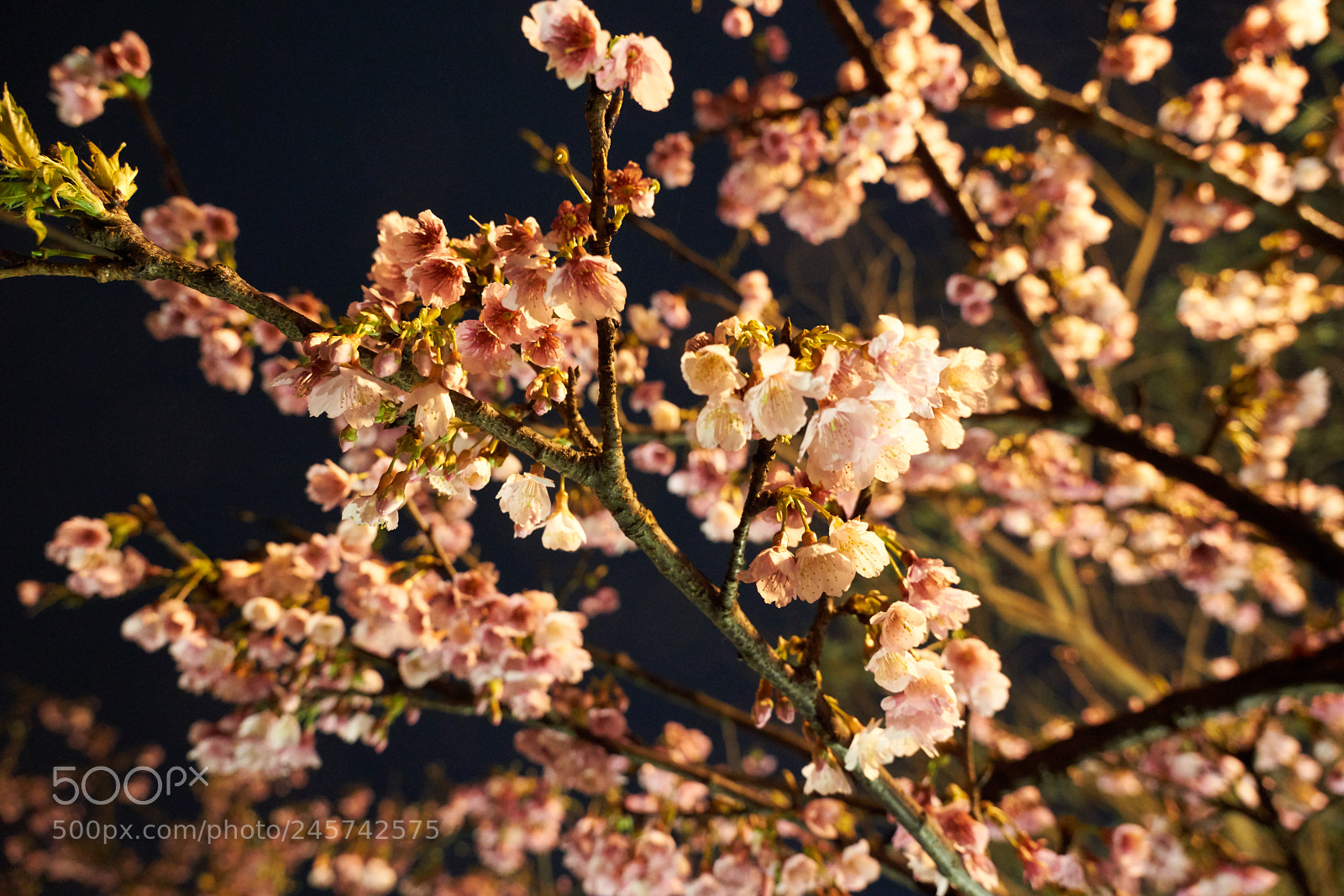 Sony a7R III sample photo. Dsc photography