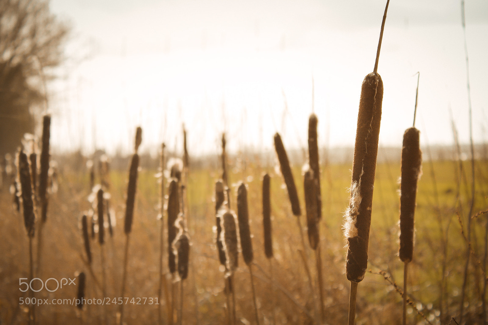 Canon EOS 1300D (EOS Rebel T6 / EOS Kiss X80) sample photo. Bullrushes photography
