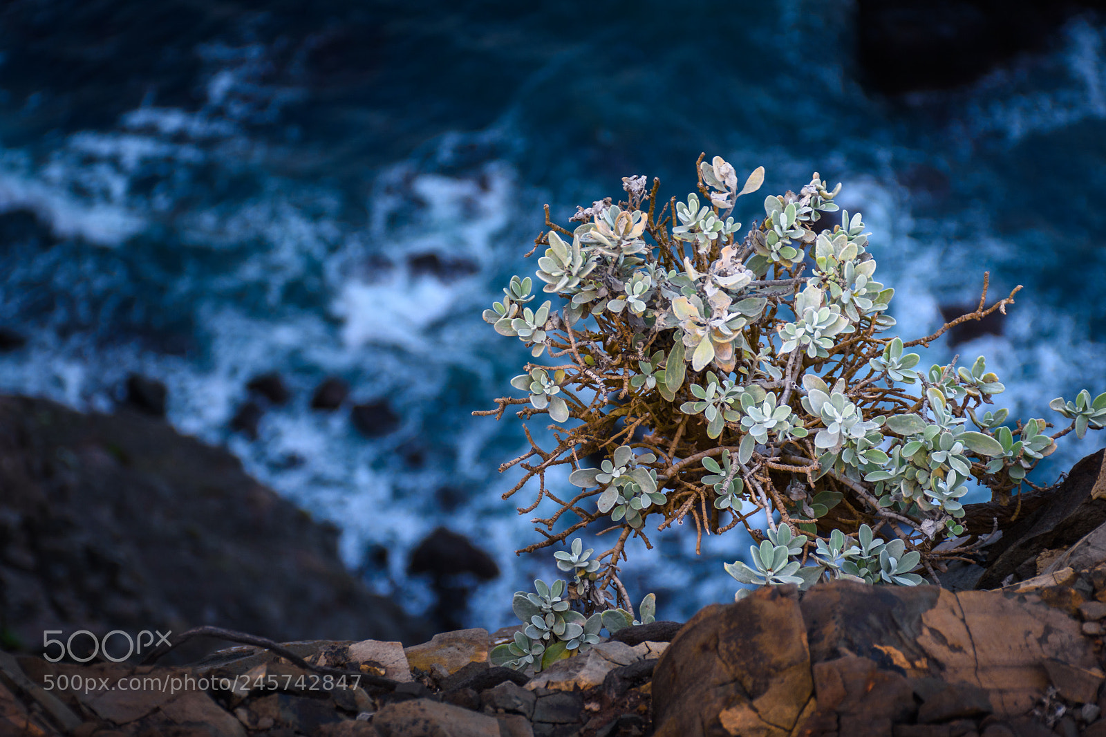Nikon D7200 sample photo. Life on a cliff photography
