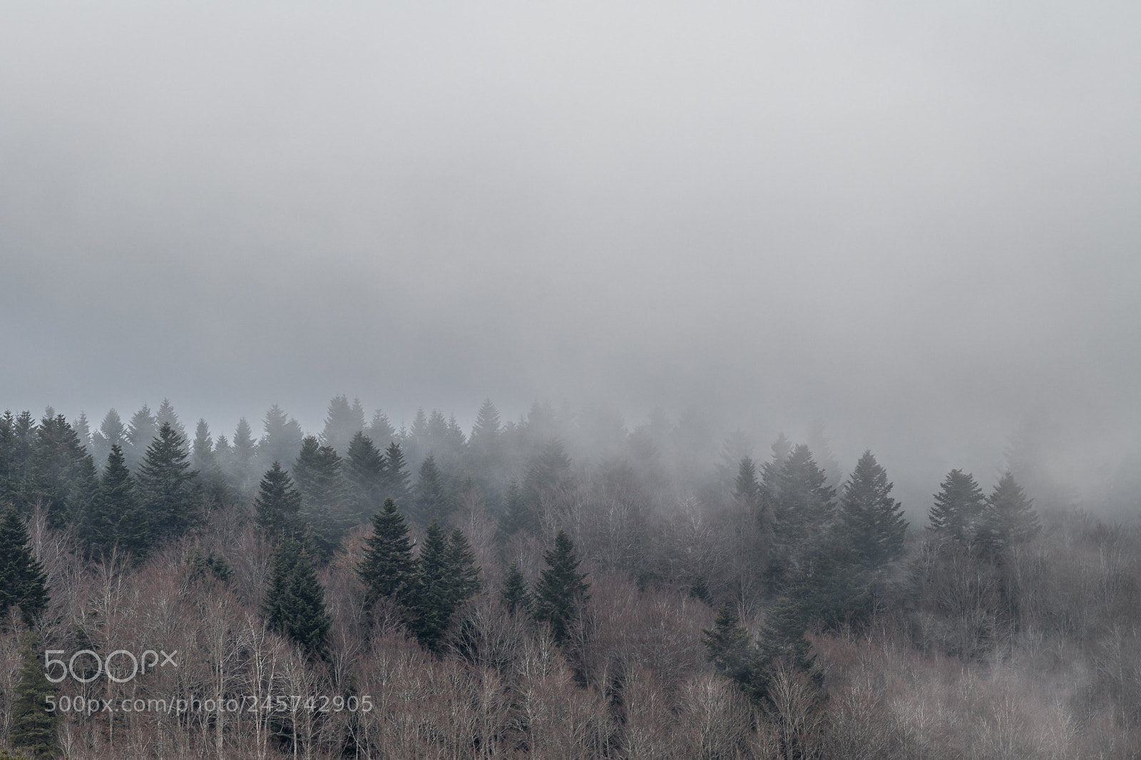 Nikon D850 sample photo. Foggy forest 2 photography
