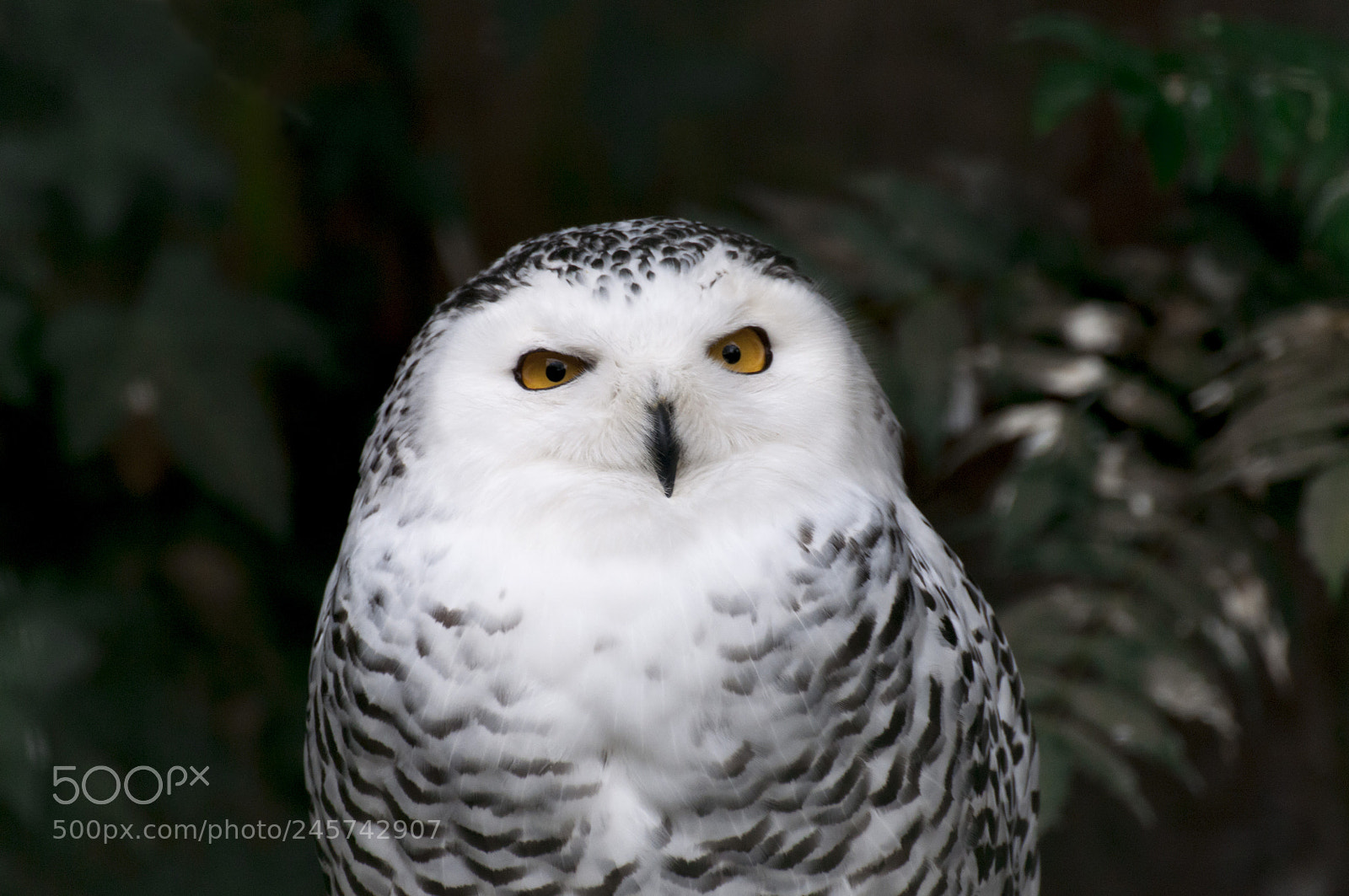 Nikon D300 sample photo. Harfang des neiges photography