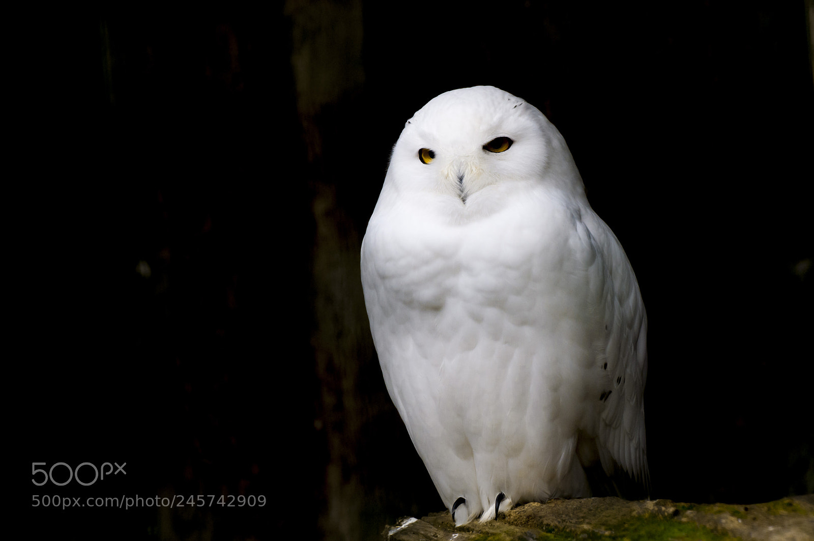 Nikon D300 sample photo. Harfang des neiges photography