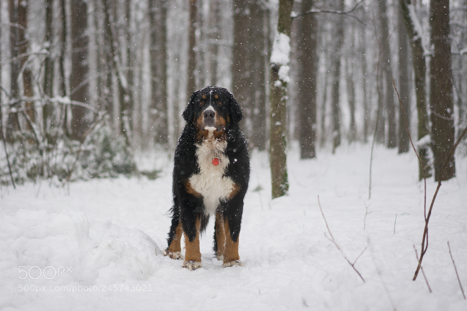Sony a7 II sample photo. Bernese mountain dog under photography