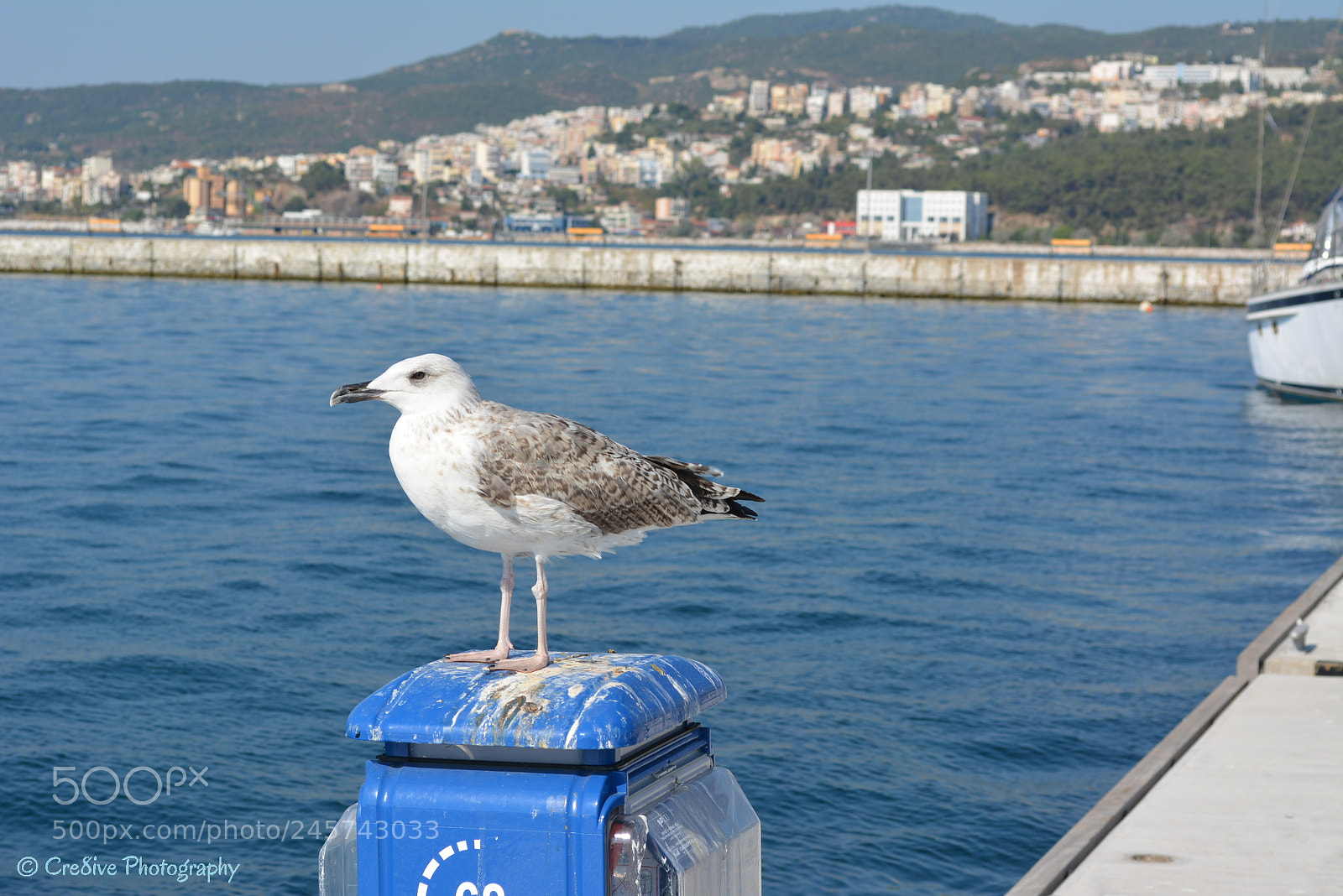 Nikon D5200 sample photo. Self-complacent seagull in kavala photography