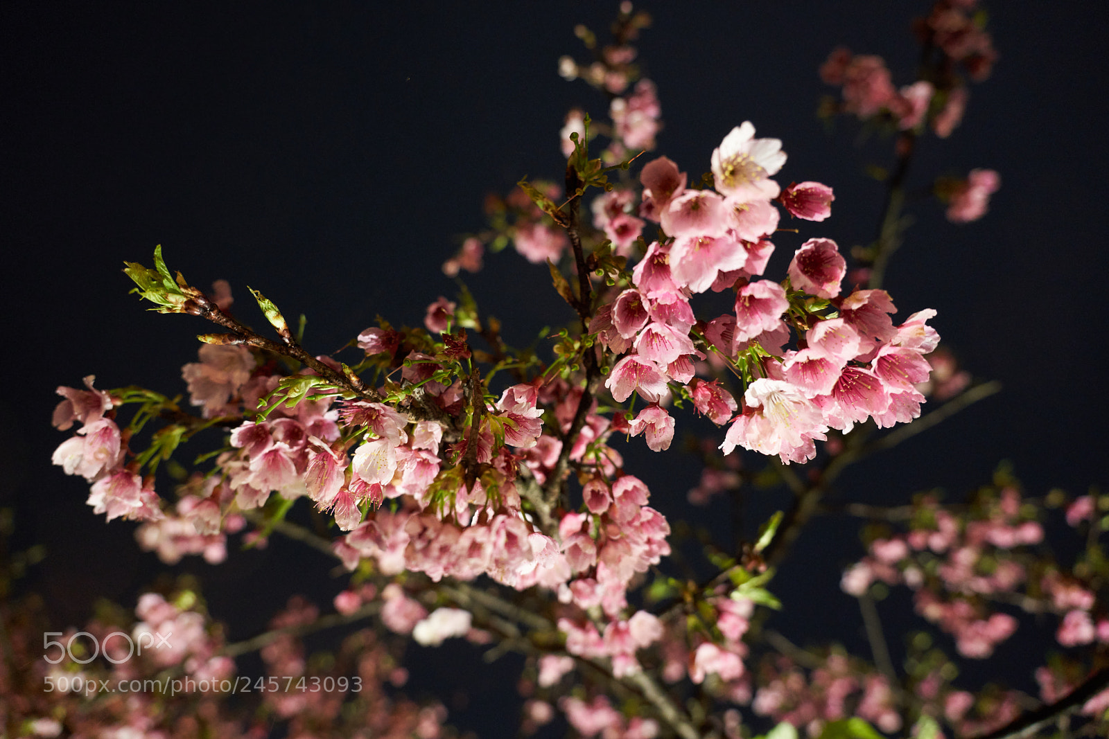 Sony a7R III sample photo. Dsc photography