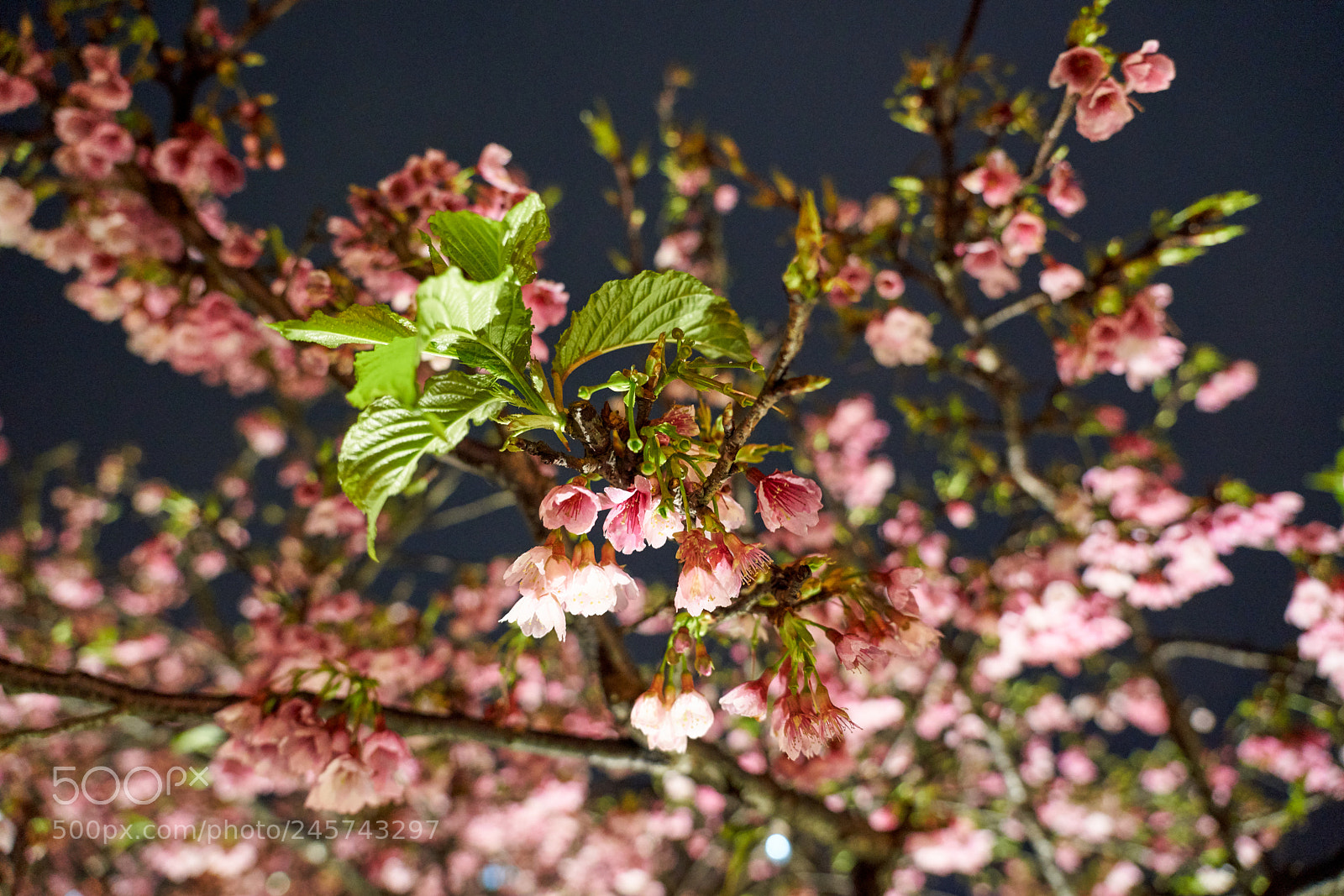 Sony a7R III sample photo. Dsc photography