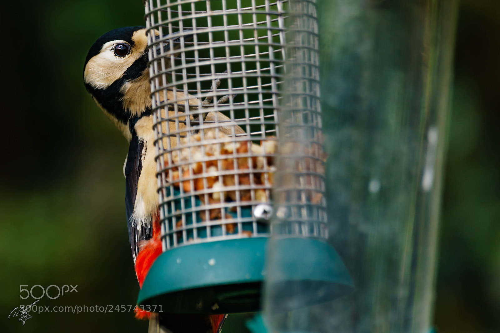 Sony a7R II sample photo. Wood packer feb photography