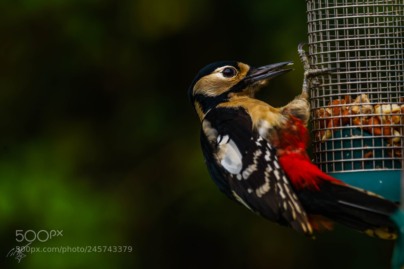 Sony a7R II sample photo. Wood packer feb photography