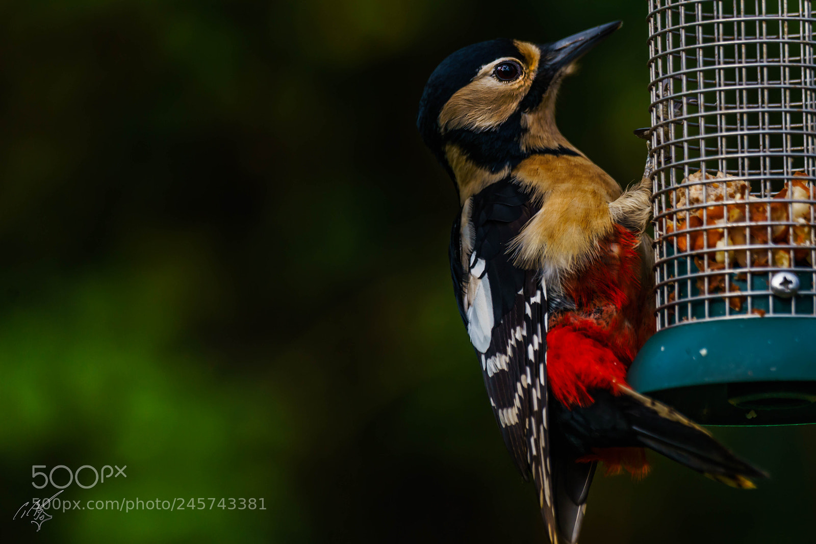 Sony a7R II sample photo. Wood packer feb photography