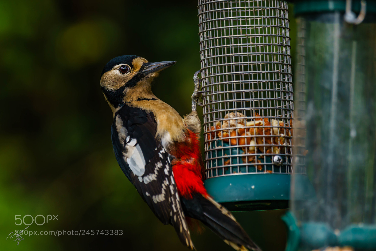 Sony a7R II sample photo. Wood packer feb photography