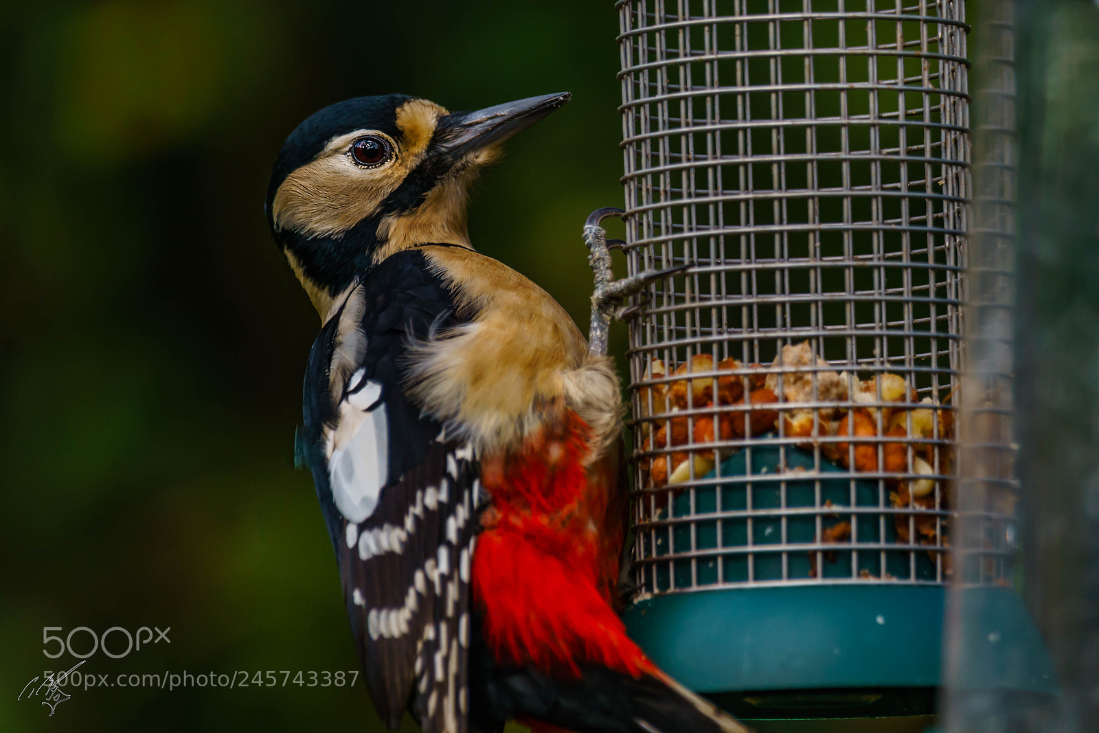 Sony a7R II sample photo. Wood packer feb photography