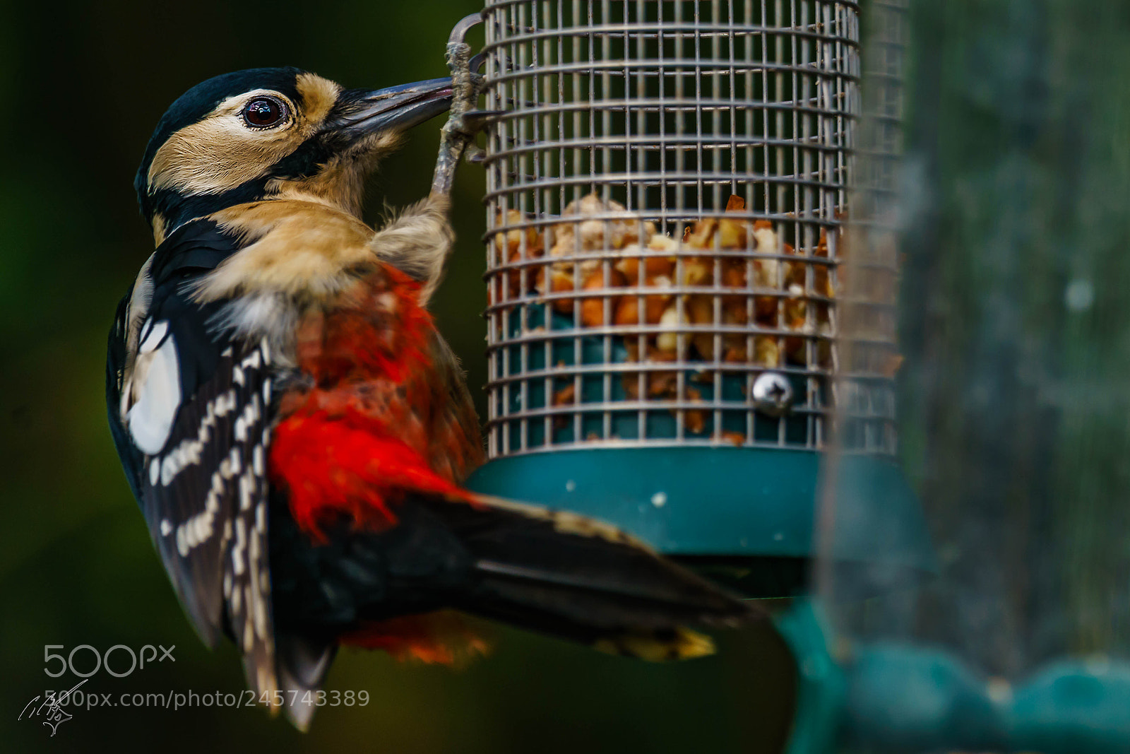 Sony a7R II sample photo. Wood packer feb photography