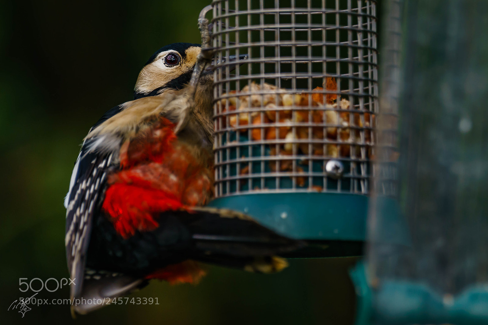 Sony a7R II sample photo. Wood packer feb photography