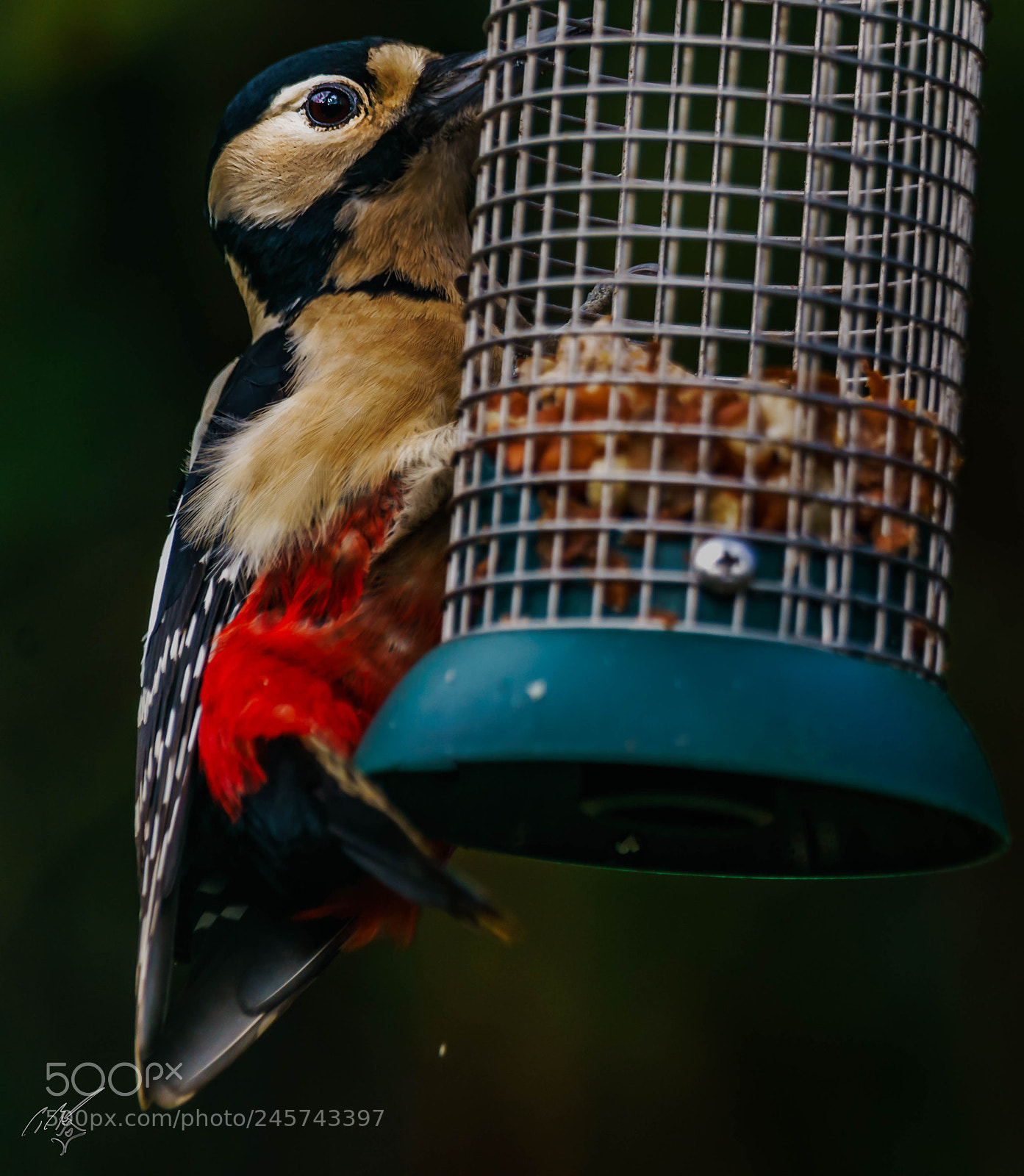 Sony a7R II sample photo. Wood packer feb photography