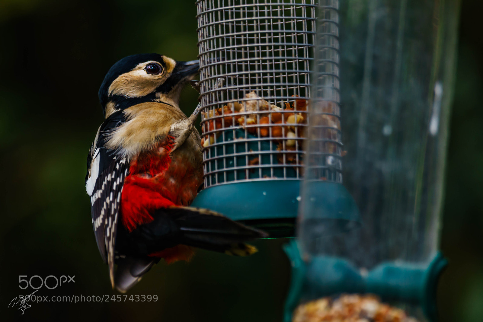 Sony a7R II sample photo. Wood packer feb photography