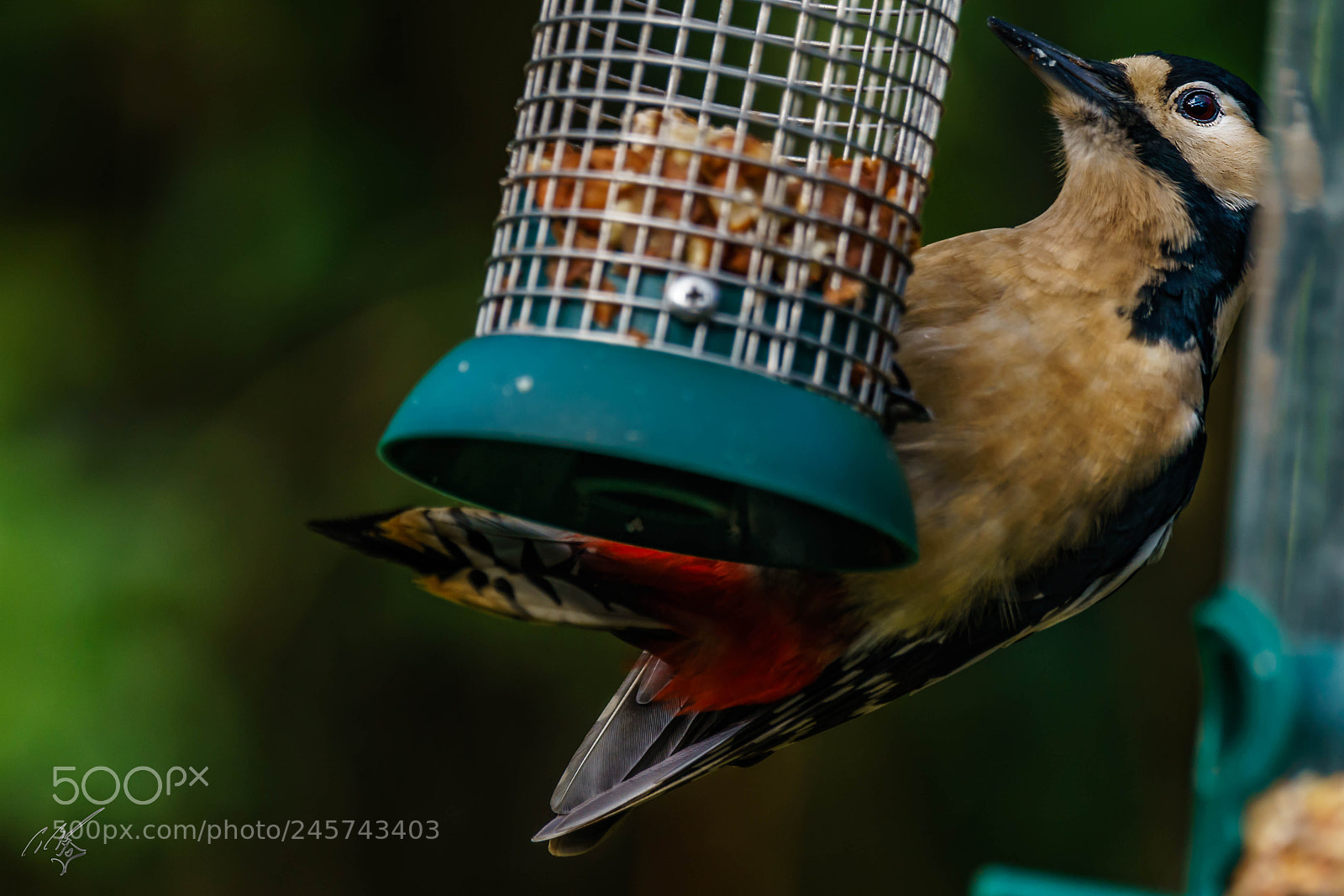 Sony a7R II sample photo. Wood packer feb photography