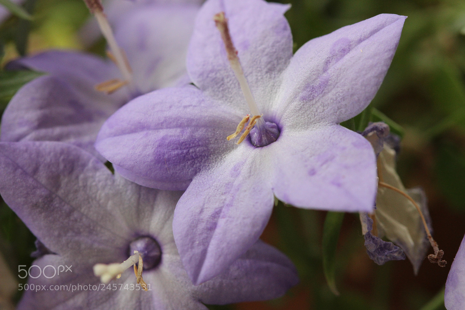 Canon EOS 600D (Rebel EOS T3i / EOS Kiss X5) sample photo. Purple petals photography