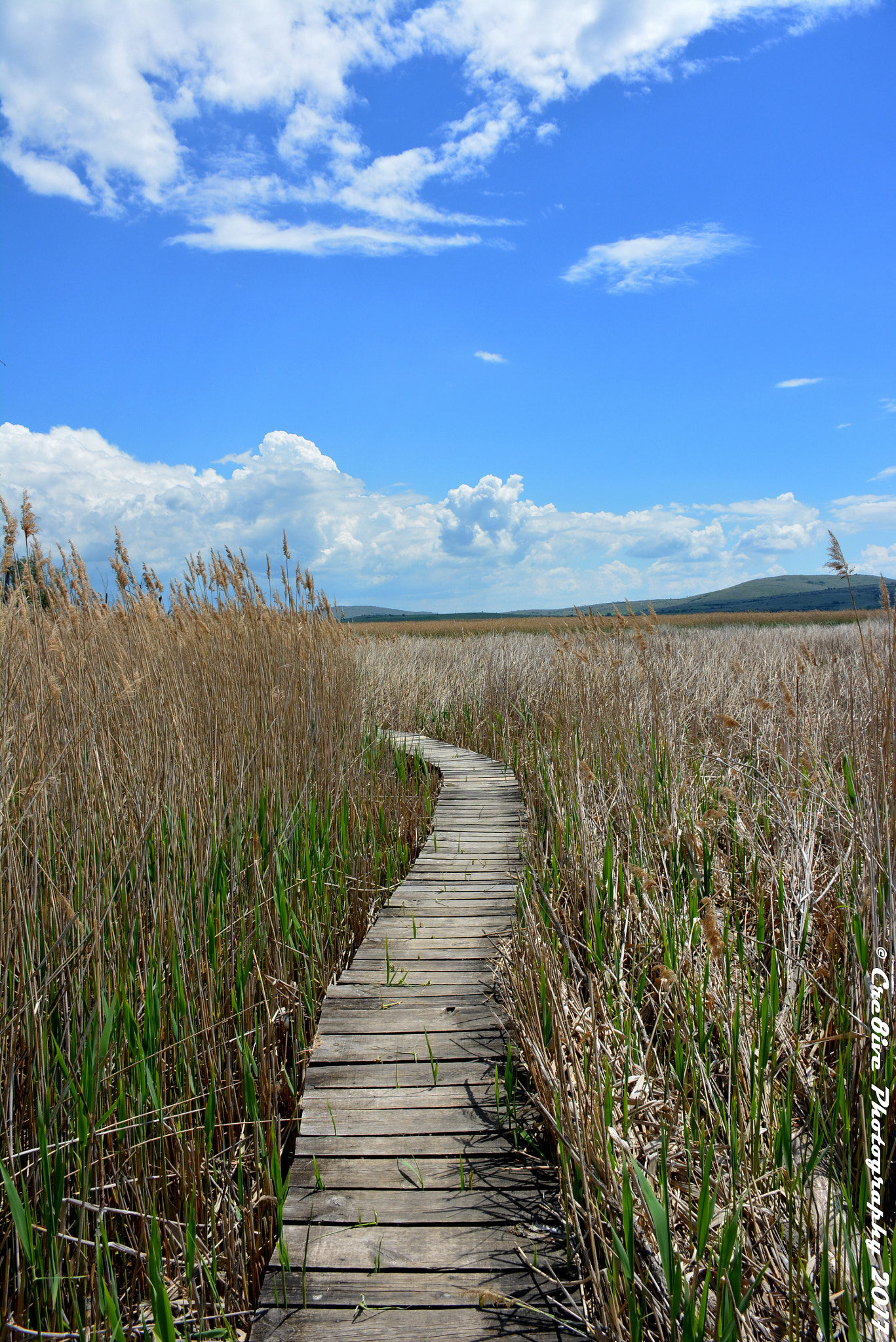 Nikon D5200 sample photo. Boardwalk in dragoman swamp (natural park) photography