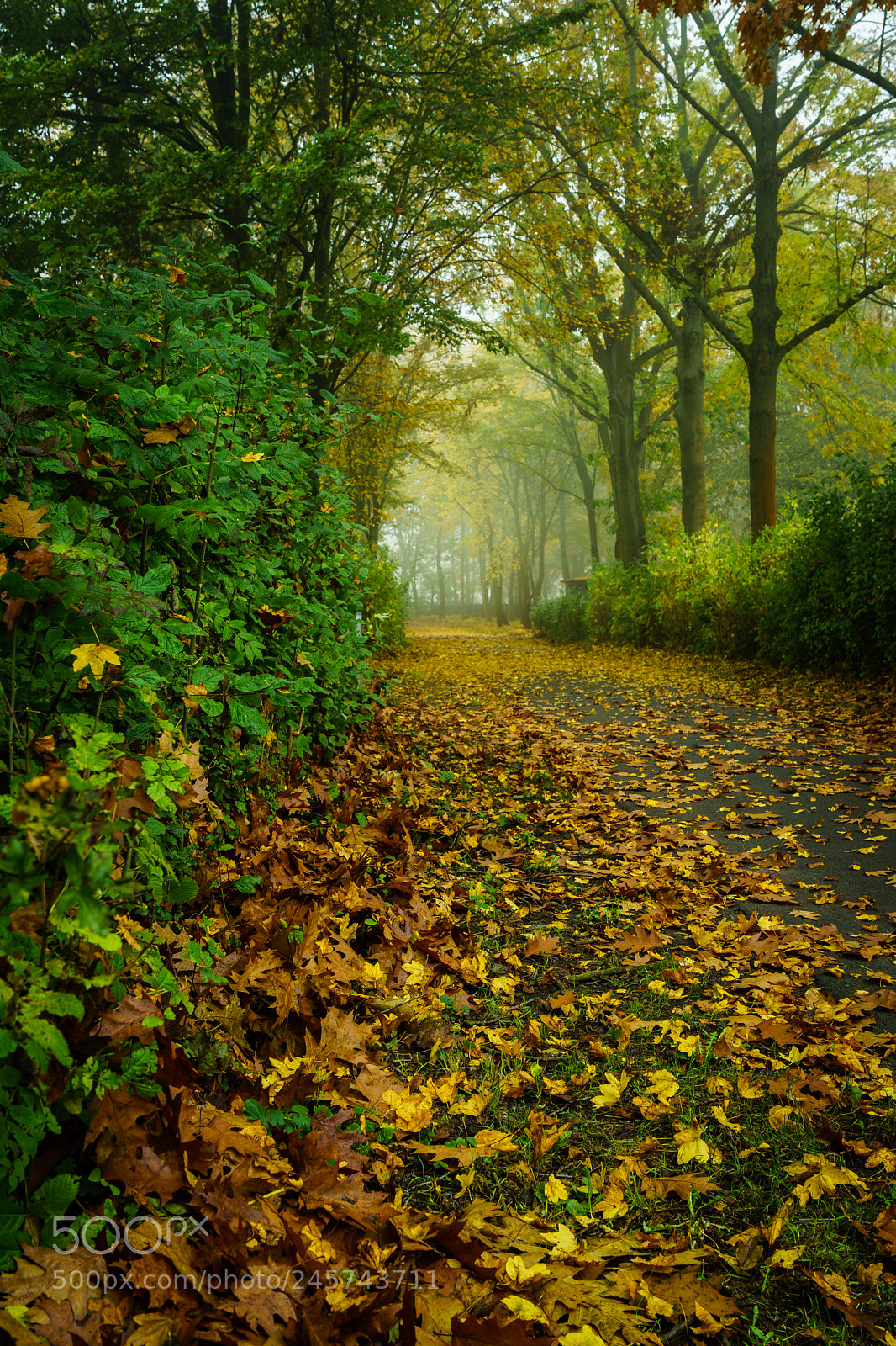 Sony a7 sample photo. Autumn thoughts photography