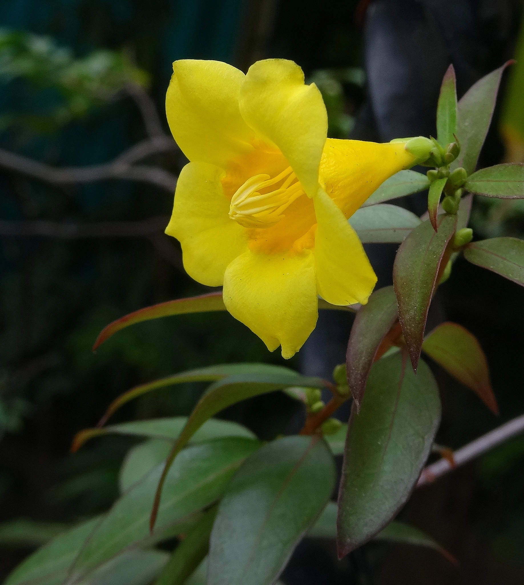 Sony Cyber-shot DSC-WX300 sample photo. Yellow photography