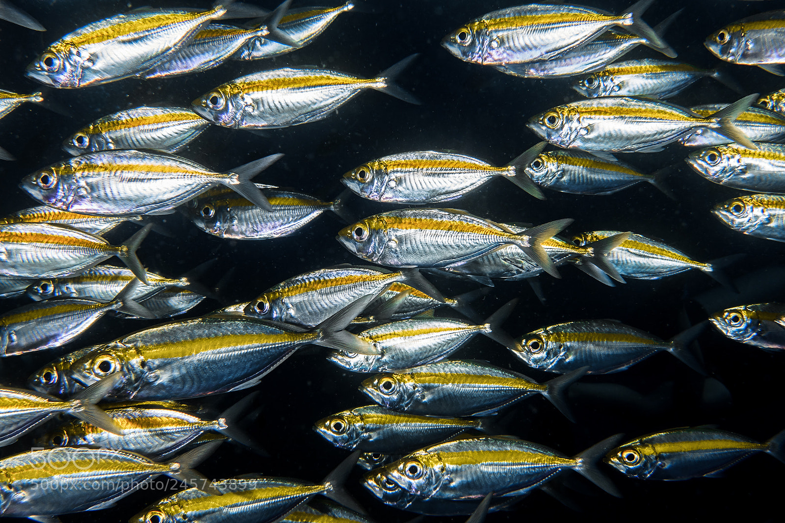 Sony DSC-RX100M5 sample photo. A group of fish photography