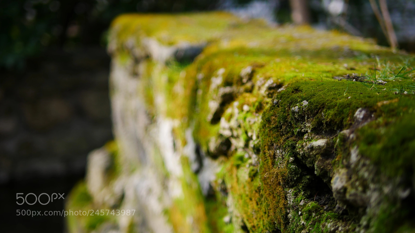Panasonic Lumix DMC-GX85 (Lumix DMC-GX80 / Lumix DMC-GX7 Mark II) sample photo. Spring is coming photography