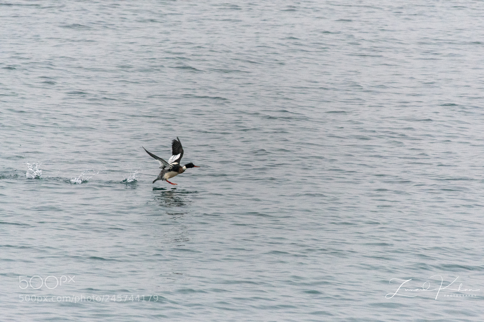 Nikon D3400 sample photo. Red-breasted merganser photography