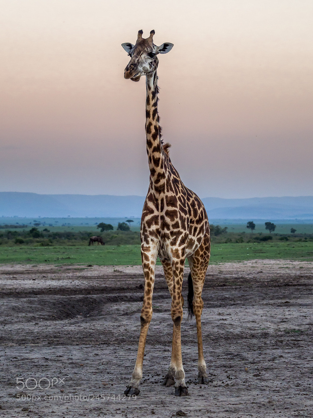 Olympus OM-D E-M1 Mark II sample photo. Giraffe in the evening photography